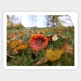 Toadstool Mushroom with dew drops - Christmas card Sticker